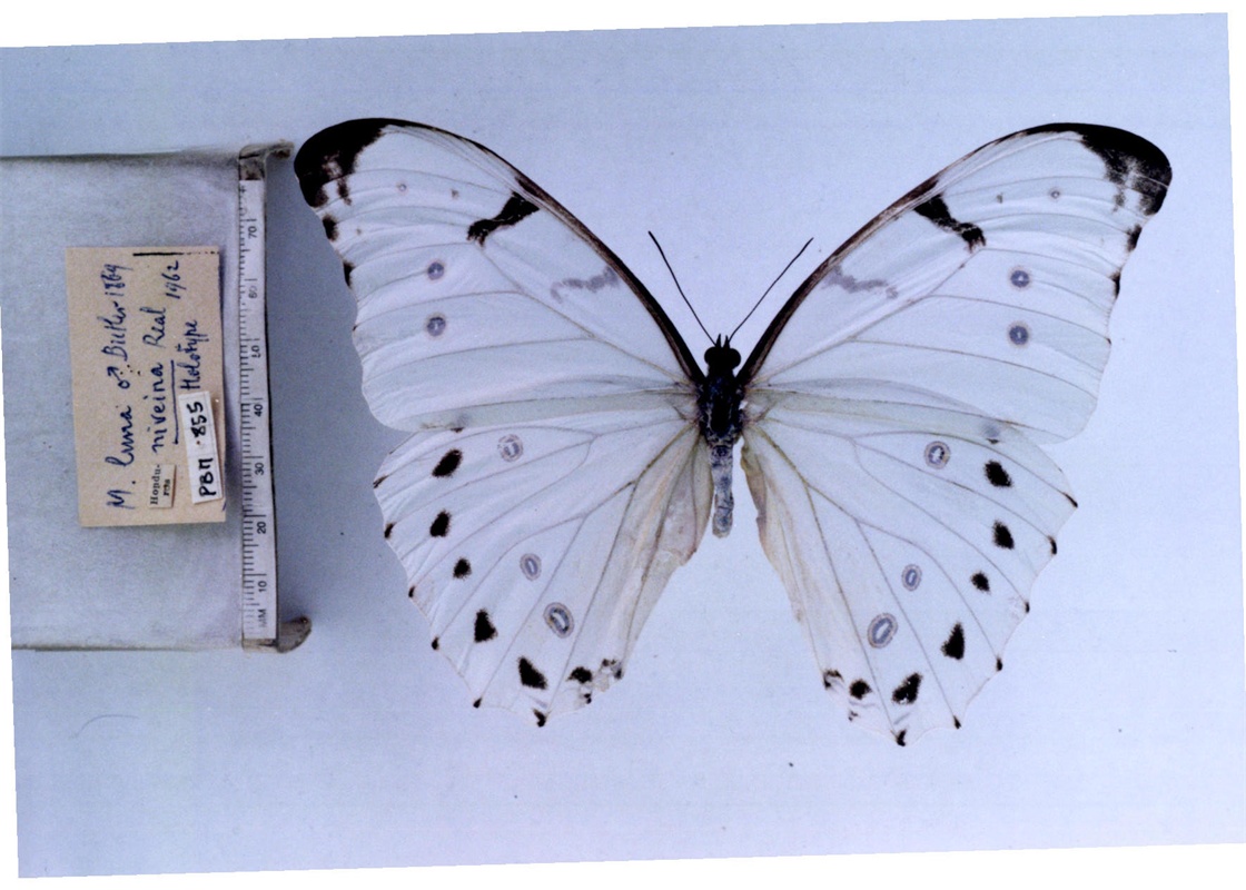  p>大白闪蝶(学名:morpho luna),鳞翅目 a href="#">蛱蝶科 /a>闪蝶属