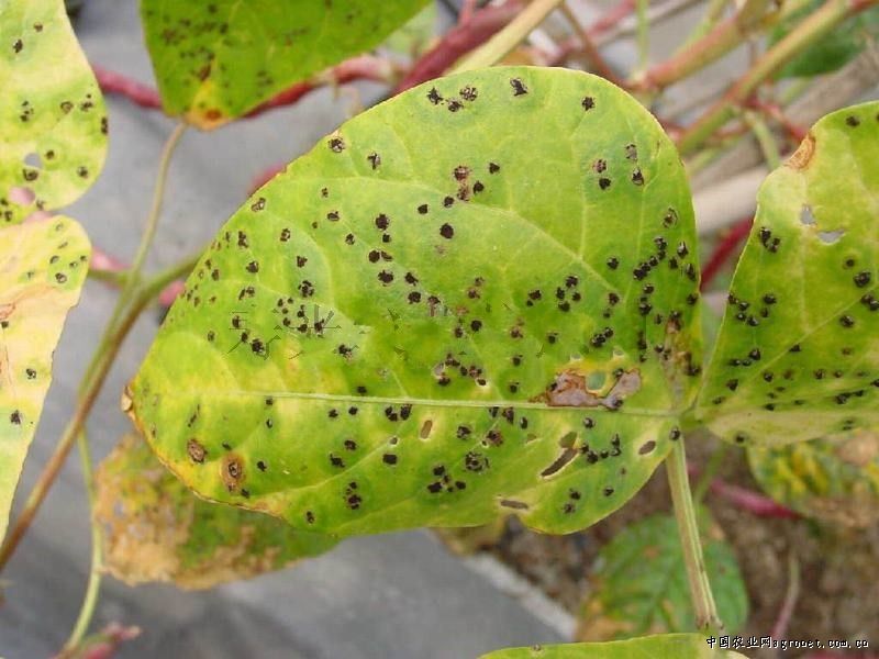 秋豆角锈病的防治方法