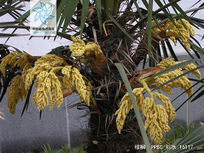 棕榈