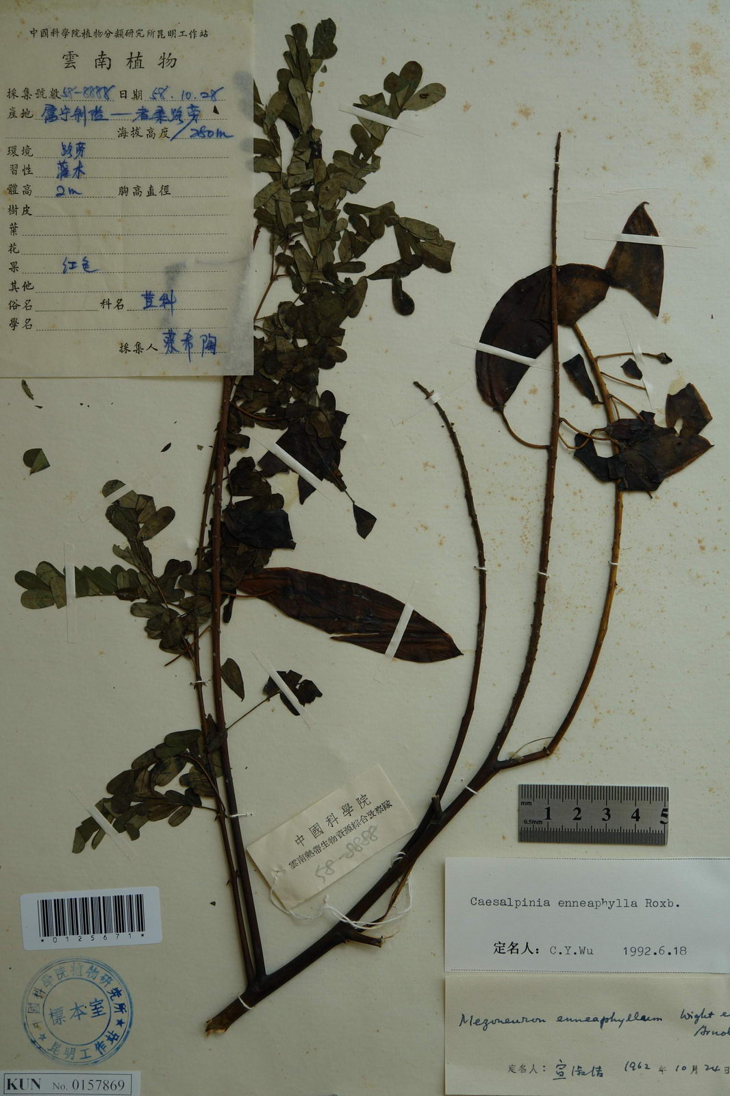  p> a href="#" data-lemmaid="1683343">九羽见血飞 /a>,拉丁文名