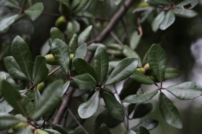  p>乌冈栎(学名: i>quercus phillyraeoides /i> a.