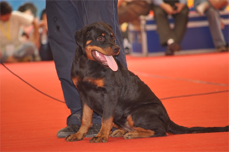 rotweiler