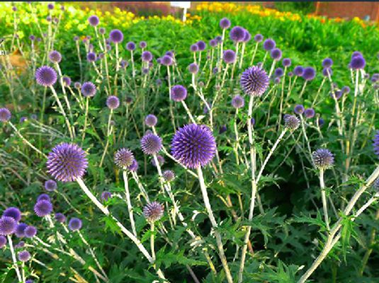  p>硬叶蓝刺头(学名: i>echinops ritro /i> l.