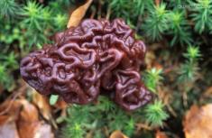 羊肚菌精选图片