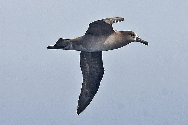  p>黑脚信天翁(学名: i>phoebastria nigripes /i>)为鹱形目 a target