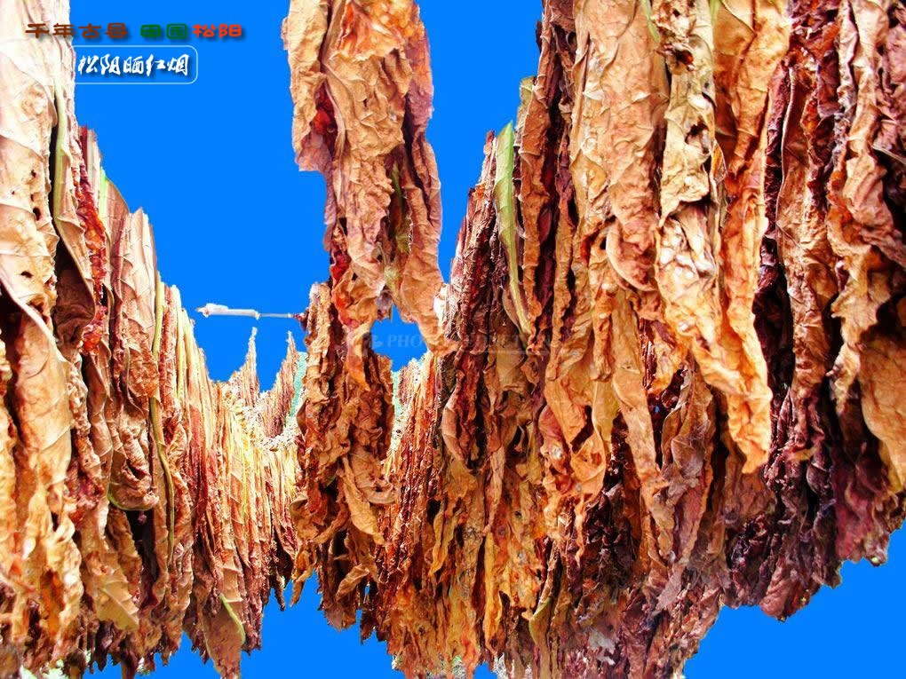  p>松阳晒红烟(又名松阳晒烟)以叶大片厚,气香味浓闻名中外,主销埃及