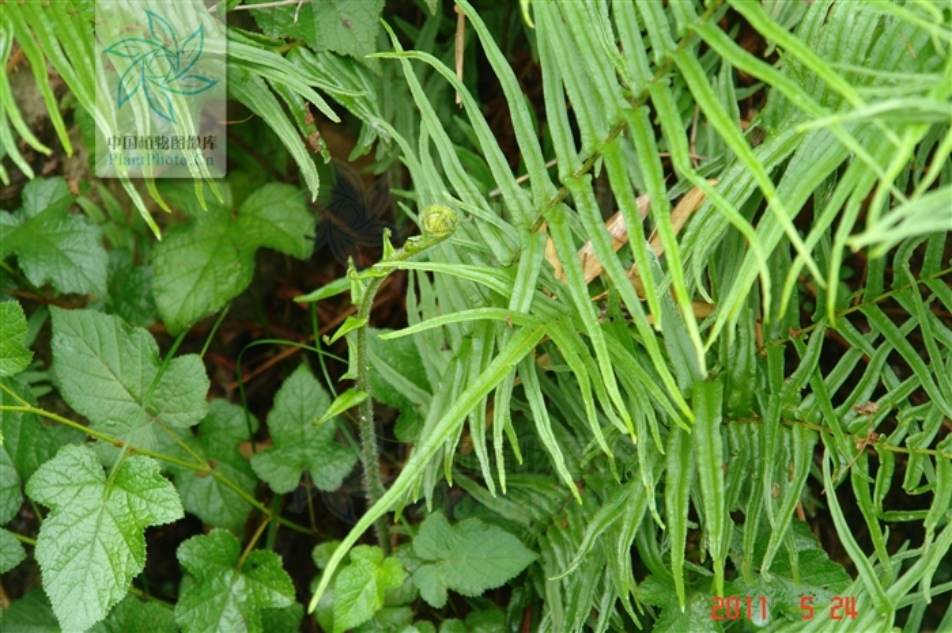 蜈蚣草(原变型)