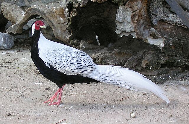 白鹇(学名: i>lophura nycthemera /i>):国家二级保护动物,属于大型鸡