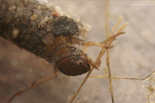  p>毛翅目(trichoptera)此类昆虫通称石蛾,中小型.