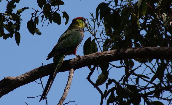 p>红帽鹦鹉(学名:purpureicephalus spurius)是典型的 a href="#"