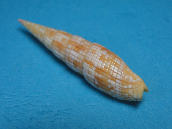  p>笔螺 mitre shell, a target="_blank" href