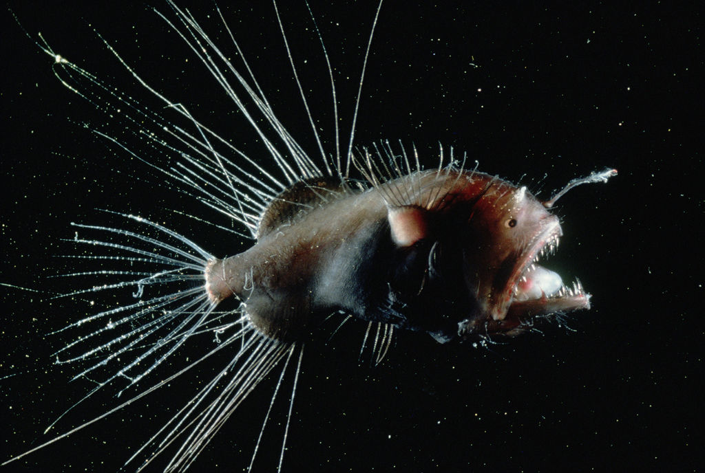 lophius litulon