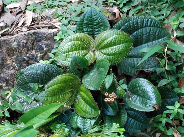phyllagathis latisepala c. chen