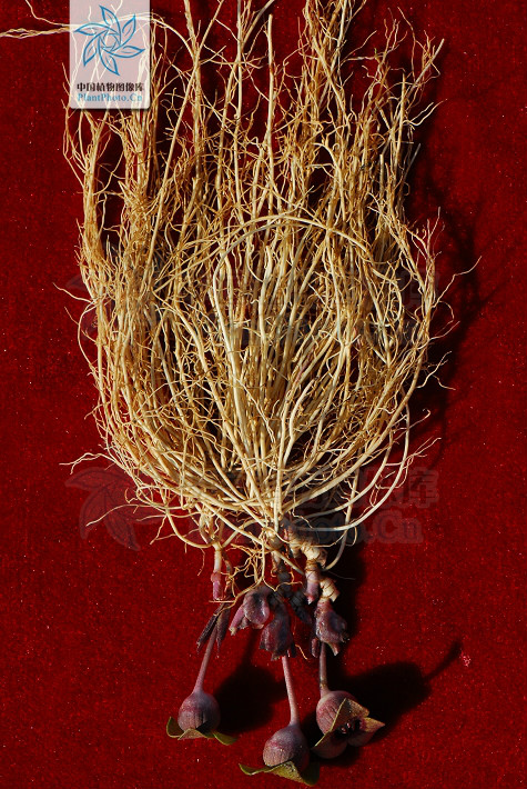 汉城细辛(变型)