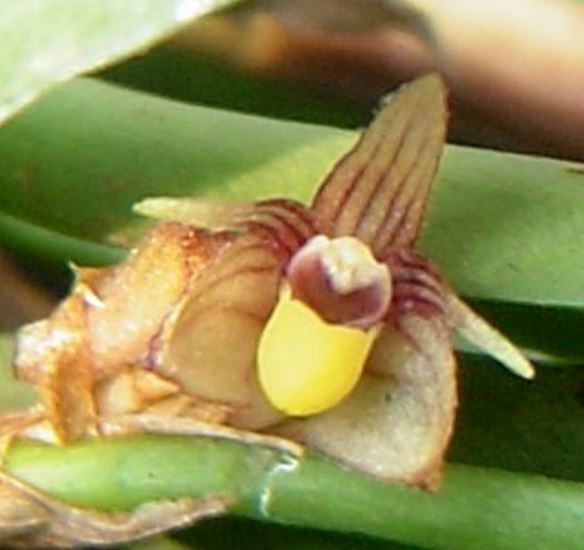  p>叉枝牛角兰(学名: i>ceratostylis himalaica /i> hook. f.