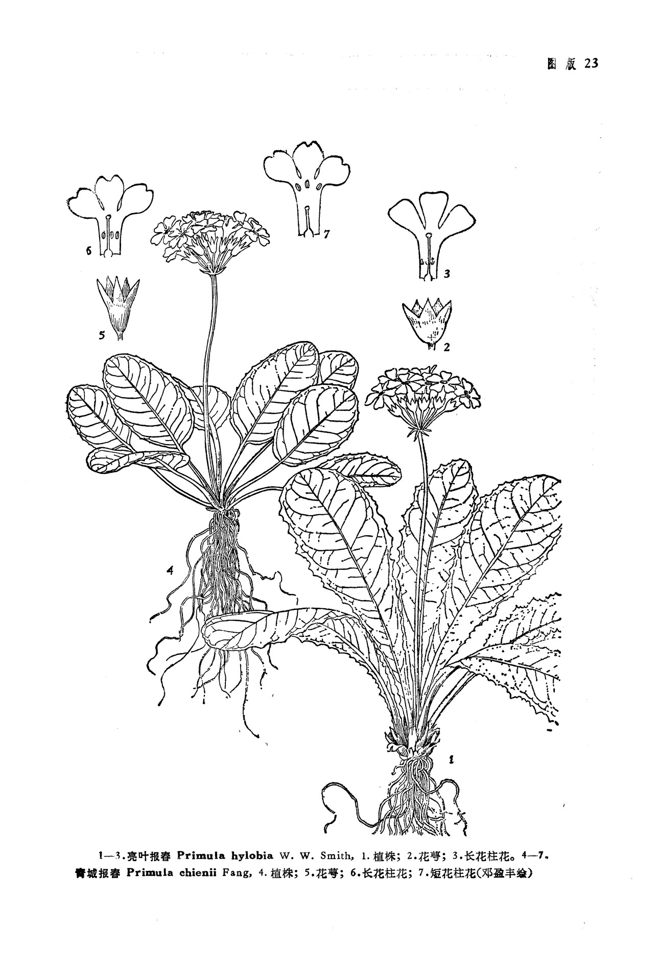 primula chienii fang