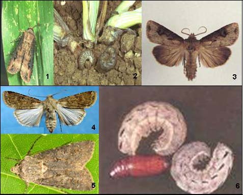 黄脊扁角纹蓟马