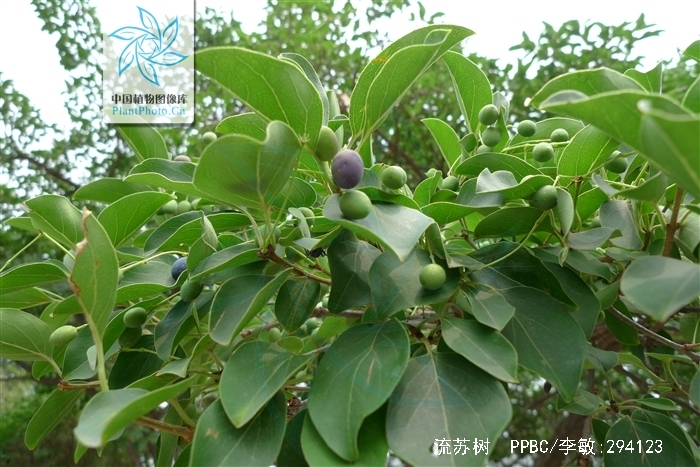 chionanthus retusus lindl.et paxt.