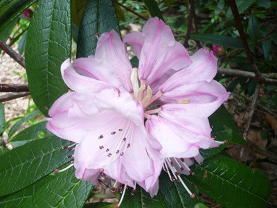  p>皱叶杜鹃(学名: i>rhododendron denudatum /i> levl.