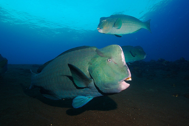 green humphead parrotfish