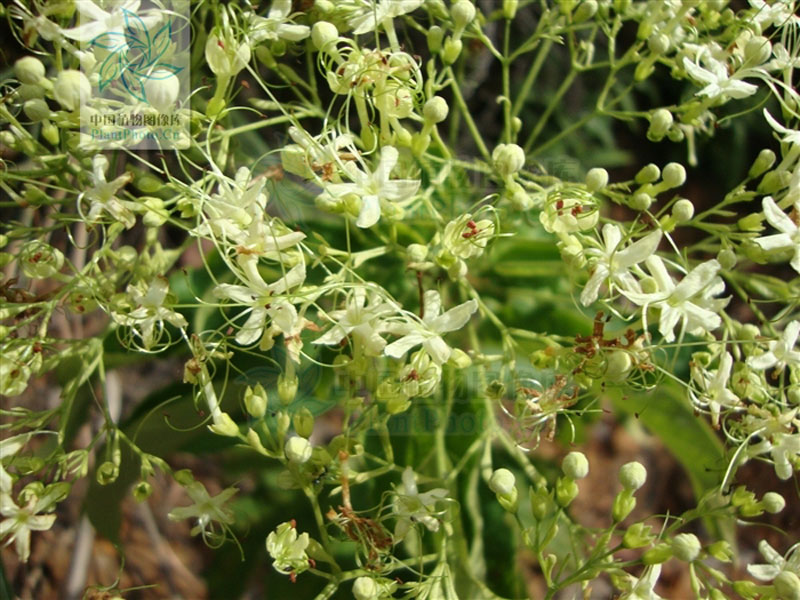  p>地骨皮,别名枸杞皮,为 a target="_blank" href="/item/茄科