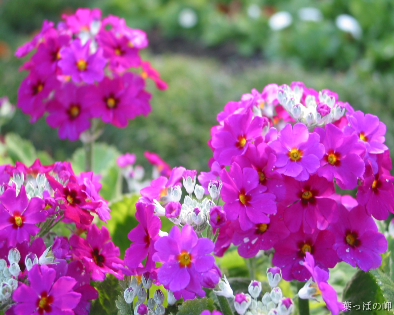  p>大理报春(学名:primula taliensis forrest)是报春花科报春花属