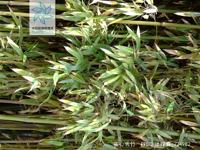  p>实心苦竹(p.solidus s.y.chen)  秆高4-5m,径1.