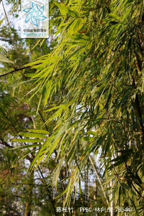  p> a href="#">藤枝竹 /a>, 禾本科,簕竹属.