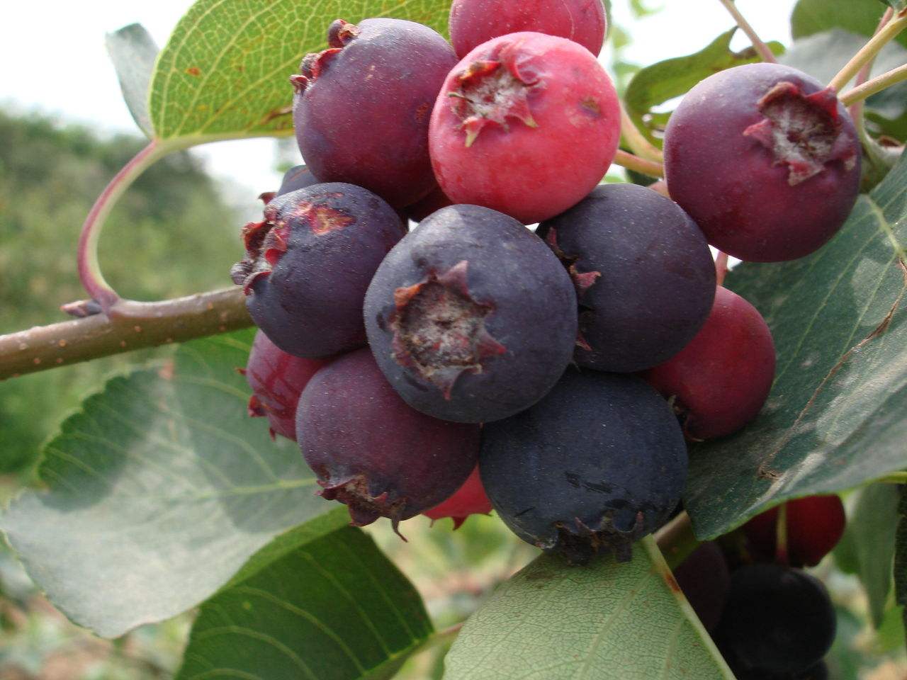  p>唐棣属,约25种,分布于 a target="_blank" href="/item/北温带">北