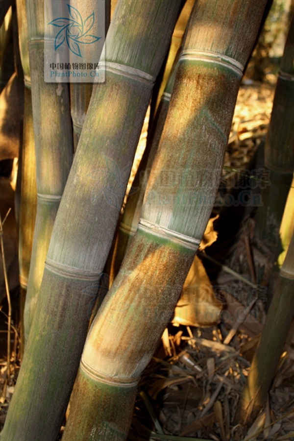  p> a href="#">藤枝竹 /a>, 禾本科,簕竹属.