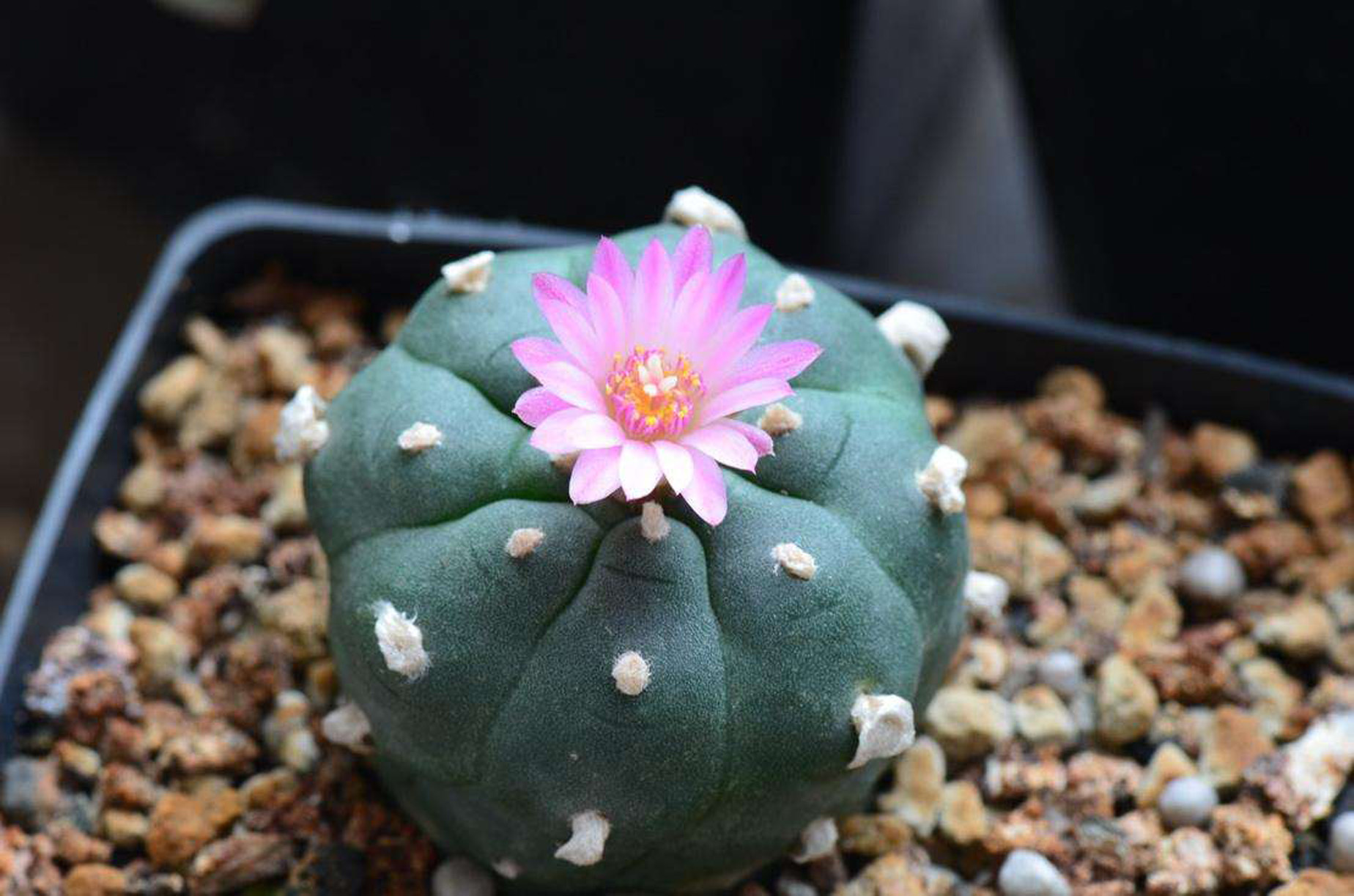 ex salm-dyck) coult)是仙人掌科乌羽玉属的多年生肉质植物.