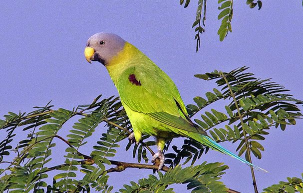  p>花头鹦鹉(学名: i>psittacula roseata /i>)是中型 a href="#">