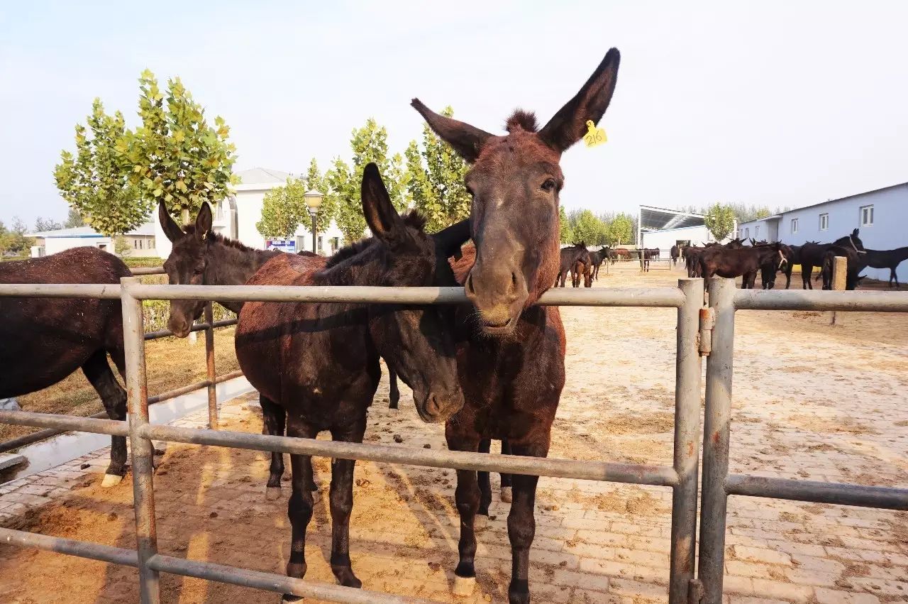 东阿黑毛驴