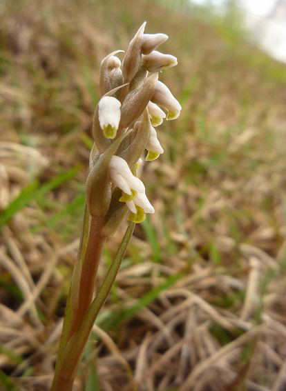  p>线柱兰(学名: i>zeuxine strateumatica /i> (l.) schltr.