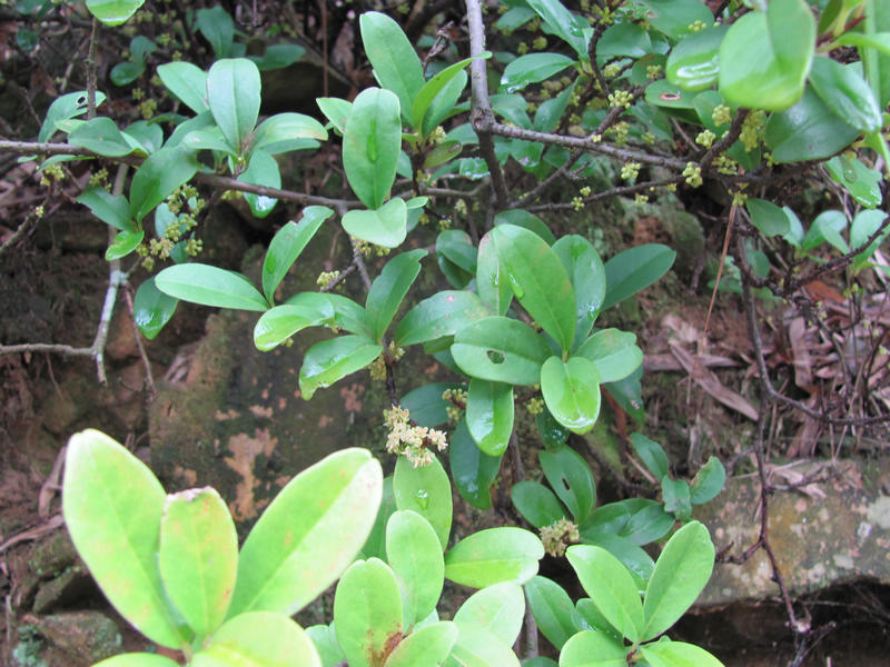  p>酸藤子( a href="#" data-lemmaid="8074290">学名 /a>:embelia