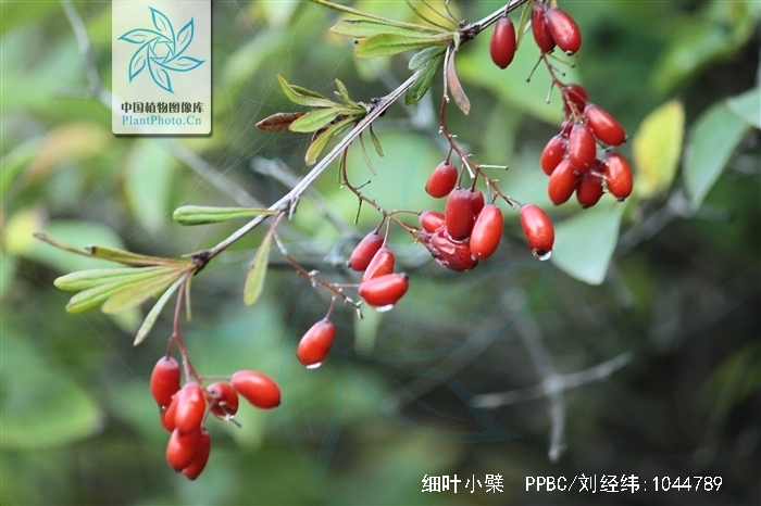 是小檗科,小檗属落叶 a href="#" data-lemmaid="1520017">灌木 /a>