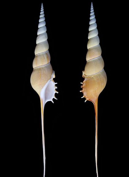  p>长鼻螺(学名: i>tibia fusus /i>): a href="#" data-lemmaid="