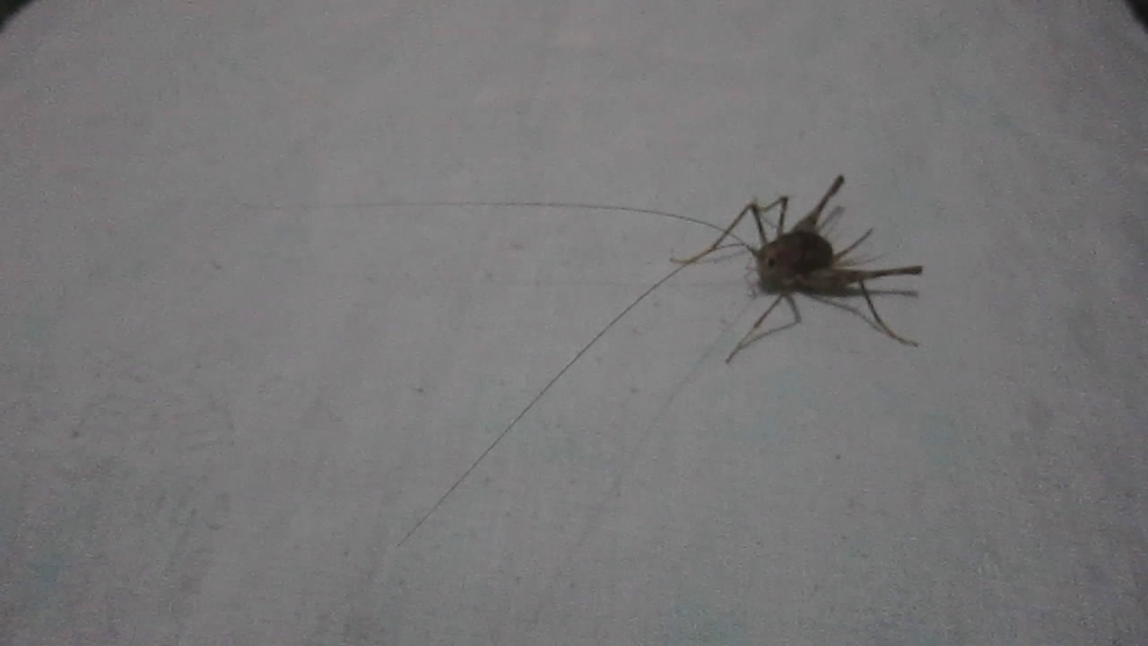  p>灶马蟋(学名:gryllodes sigillatus)是蟋蟀科,蟋属动物.