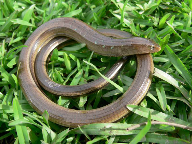 apodus,是一种以昆虫,蜘蛛,蚯蚓,蜗牛,卵或小型动物为食的蜥蜴