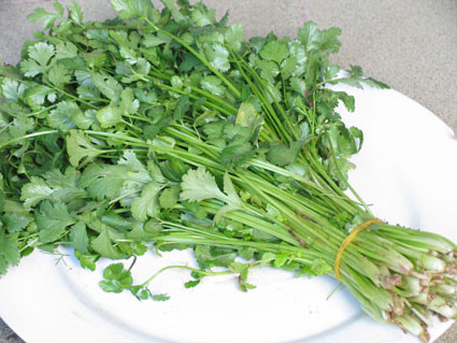  p data-id="gncib07rgb">香菜,学名 a target="_blank" href="/item