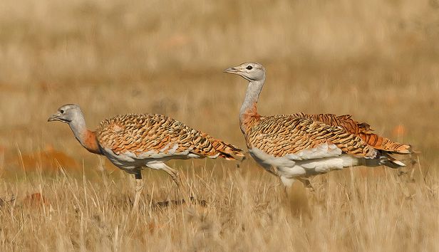 great bustard