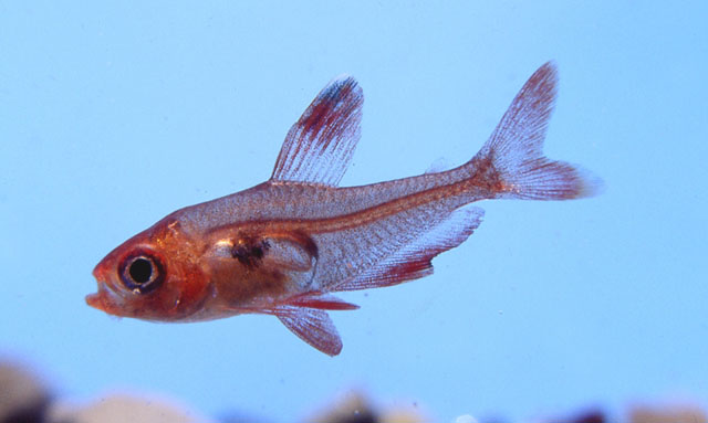  p>史氏魮脂鲤(学名:hyphessobrycon sweglesi ),为辐鳍鱼纲脂鲤目