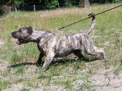 西班牙加纳利犬