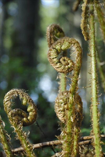  p>欧洲鳞毛蕨( a target="_blank" href="/item/学名">学名 /a>