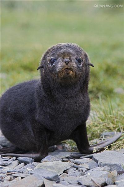  p>南极毛皮海狮(学名:arctocephalus gazella)又叫 a target="_blank
