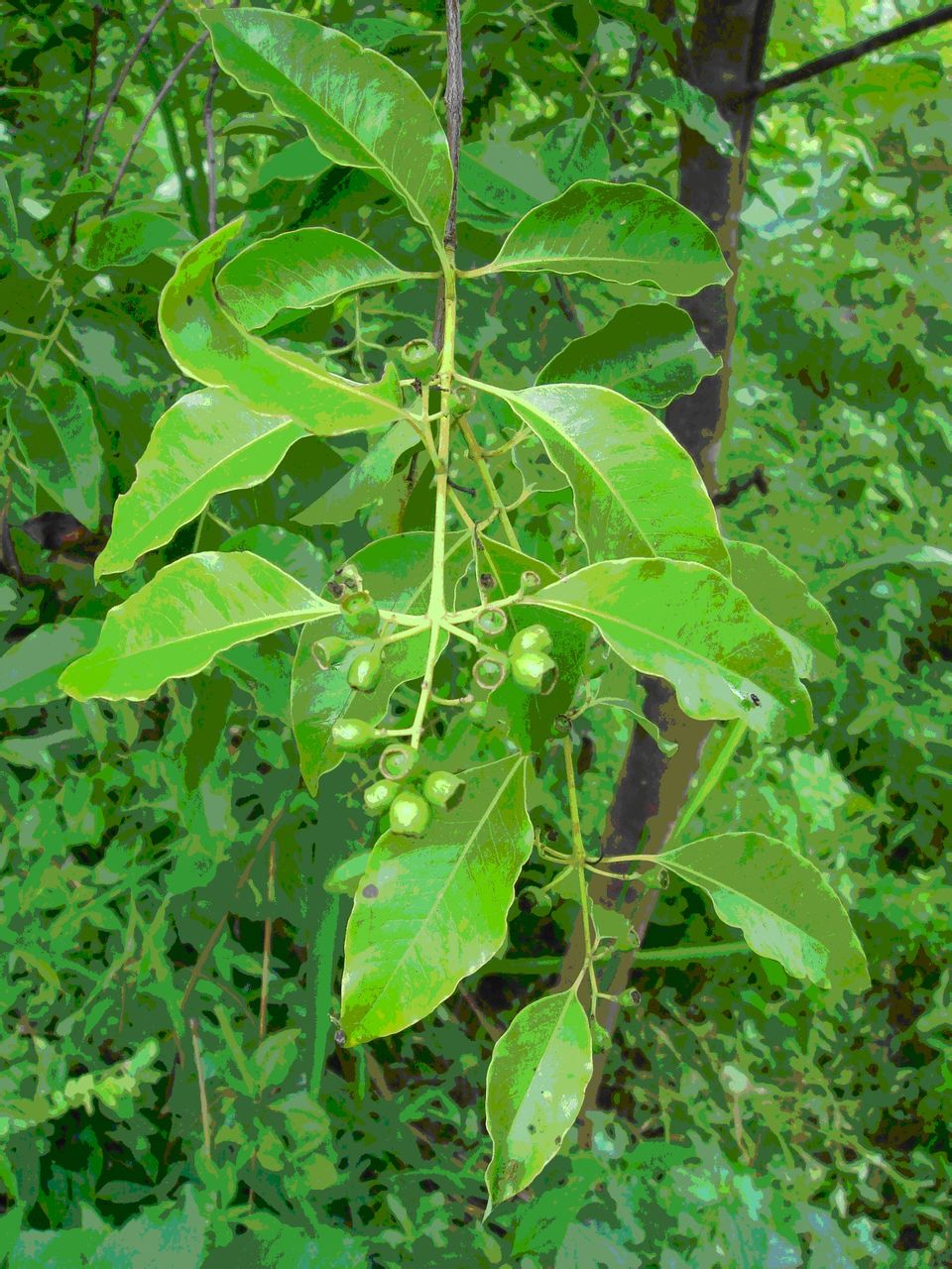 santalaceae