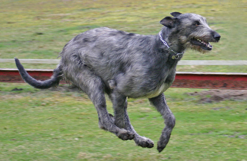  p>爱尔兰猎狼犬的英文名称为:irishwolfhound.