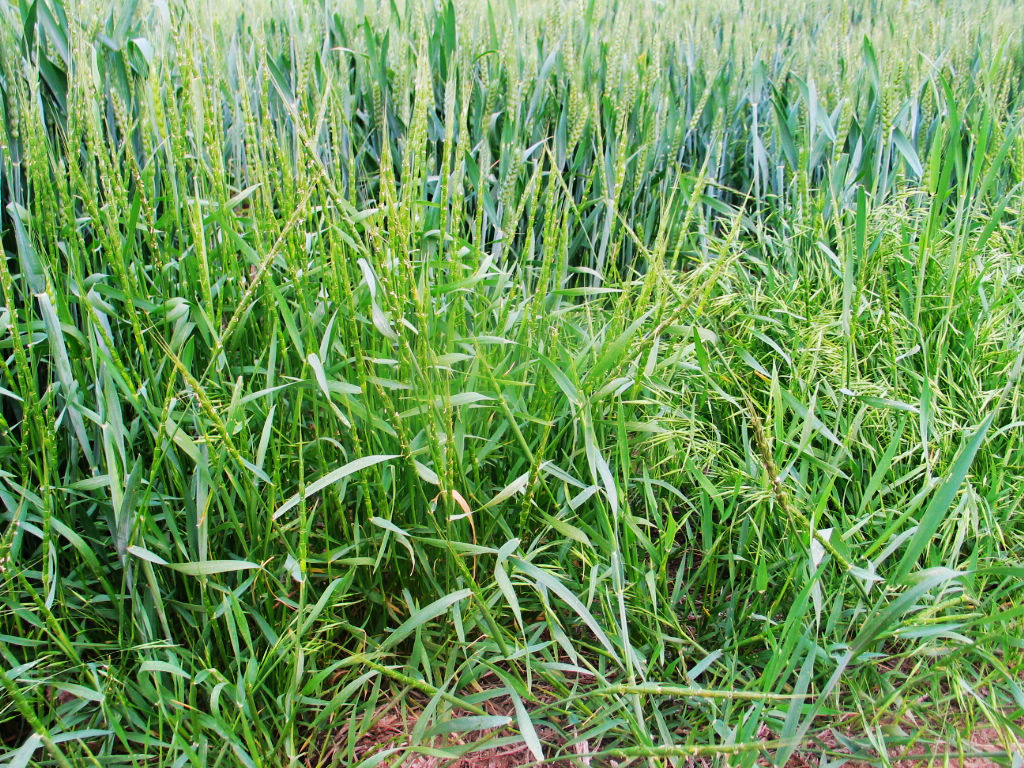 为禾本科植物野燕麦 i>avena fatua /i> l.的种子.