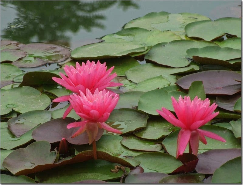 蔷花红莲图片,蔷花红莲_大山谷图库