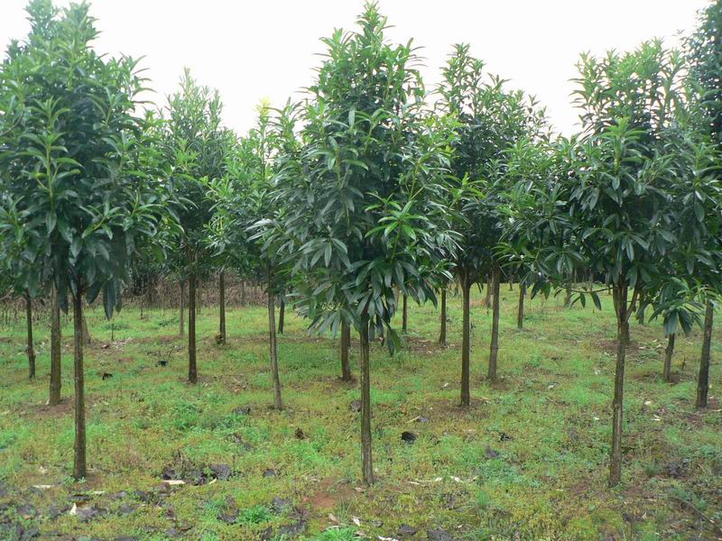 恒春树,又名长春树,山桂花.常绿阔叶乔木